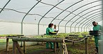 Greenhouse, agriculture and team of workers on farm gardening for vegetables, produce harvest and crops. Agro business, sustainability and men and women check plants, growth and farming inspection