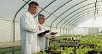 Agriculture, tablet and people in discussion in greenhouse for plant growth, development and analysis. Sustainable, agro and agronomist scientists talking and research on horticulture in conservatory