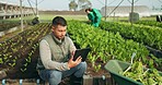 Man, tablet and greenhouse plants, farming and gardening or agriculture inspection for data management. Manager, farmer or entrepreneur for growth, vegetables and typing numbers on digital technology