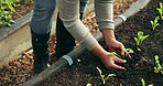 Farmer hands, plants and gardening in fertilizer for sustainability, eco friendly farming and vegetables in agriculture. Person with green leaves and soil for growth, development and agro business