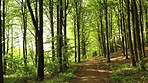 Forest in springtime