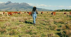 Farm, cattle and woman walk with cows in countryside, grass field or sustainable agriculture and land. Farmer, walking and outdoor farming in natural, environment and work in meadow landscape