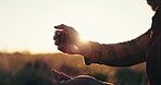 Hands, seeds and harvest with a farmer in the countryside closeup to plant crops for sustainability. Nature, spring or summer with a person on a farm for eco friendly agriculture and natural growth