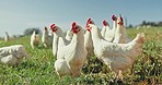 Group, chickens or agriculture in nature field for meat, protein or eggs industry. Birds, poultry or animals eating in grass farm environment for countryside sustainability, Brazil or agro production