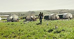 Chicken, farm and father walking with girl in field for harvest, sustainability and inspection in countryside. Agriculture, farming and back of dad with child with livestock for poultry business