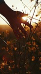 Sunset, hands and touch flowers at field, farm and countryside outdoor. Closeup, fingers and plants of person in nature on adventure, holiday or travel on summer vacation for freedom, relax or peace