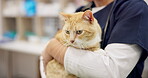 Hands, vet and woman pet cat for care, play and touch in healthcare clinic. Veterinary, cute kitty and closeup of medical professional, doctor or veterinarian working, checkup and animal treatment