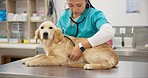 Woman vet, dog on table with stethoscope at consultation for medical advice and pet care insurance. Female veterinary doctor, sick Labrador puppy and professional help with check up at animal clinic.