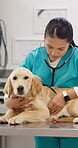 Woman, veterinary and doctor with dog, stethoscope and sick for checkup, healthcare and medical. Animal clinic, labrador puppy and breathing for treatment, lungs and pet virus for exam, care or trust