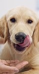 Dog, eating and vet with food in hand at clinic, hospital or calm pet, puppy and animal in healthcare. Feeding, labrador retriever and eat from nurse or doctor in rescue center or health care office