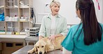 Woman, vet and dog on table for consultation, medical advice and pet care insurance. Mature person with female veterinarian, sick Labrador puppy and professional help, discussion and animal clinic.