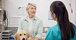Woman, vet and dog with medical advice on pet care, health insurance and consultation. Mature person with female veterinarian, sick Labrador puppy and professional help, discussion and animal clinic.
