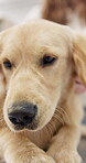 Healthcare, doctor and a dog at the vet for an appointment or checkup during pet insurance assessment. Animal, medical or treatment with a cute labrador puppy in a veterinary hospital closeup