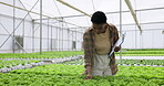 Farmer, nursery and woman in garden, clipboard and quality control for agriculture, gardening and growth. Gardener, checklist and organic products for eco friendly, greenhouse and food production
