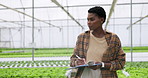 Woman, clipboard and checking of plants in greenhouse for harvest, stock or quality assurance. Female entrepreneur, farmer and startup for food innovation, sustainable development for future growth