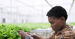 Woman, farmer and plants in greenhouse for agriculture, inspection and sustainable development. Black person, agro scientist or professional with crops, lettuce growth or vegetables for nutrition