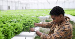 Woman, farmer and lettuce in greenhouse for agriculture, inspection and sustainable development. Black person, agro scientist or professional with crops, happy or vegetables for nutrition and ecology