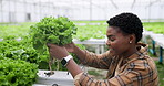 Woman, lettuce and growth in greenhouse for agriculture, inspection and sustainable development. Black person, agro scientist or professional with crops, happy or vegetables for nutrition and ecology