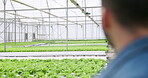 Farming, nursery and man with back, greenhouse and sustainable farmer for agriculture, gardening and growth. Gardener, ecology and organic products for eco friendly, entrepreneur and food production
