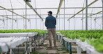 Hydroponic farm, lettuce growth or scientist walking in greenhouse, research or agro plant production. Modern agriculture innovation, farmer back or light for water saving with soil free vegetables