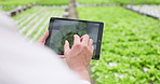 Greenhouse, tablet and research with agriculture, man and typing with industry, inspection and nature. Person, researcher or scientist with technology, gardening or sustainability with production