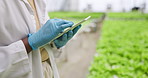 Closeup, hands and greenhouse with woman, tablet and internet with sustainability, agro production and food science. Plants, person and researcher with technology, natural and agriculture with app