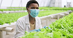 Woman, face and lettuce in greenhouse for agriculture, inspection and sustainable development. Black person, agro scientist or professional with crops, mask or vegetables for nutrition and ecology