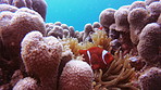 You can’t explore the coral reef without seeing a clownish