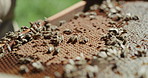 Bees are a bunch of busy bodies