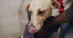 You're all done, good boy