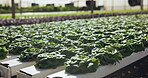 Hydroponic farm, vegetables and greenhouse closeup in plant production and agriculture technology for sustainability. Garden science, quality assurance or water saving in eco friendly lettuce growth