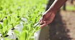 Hand, leaf and greenhouse inspection of environment for sustainability production, supply chain or small business. Person, fingers and vegetables in soil for nutrition harvest, lettuce or gardening