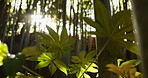 Forest, trees and landscape with sunshine, lens flare and growth for leaves, plants and nature in spring. Tropical rainforest, woods and sunrise with sustainability, ecology and environment in Brazil