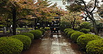 Shinto temple, trees and outdoor with statue, rain and path with architecture, faith or Japanese religion. Building, shrine or place of worship, peace or calm in winter, forest or nature in Tokyo