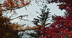 Nature, trees and landscape in Japan with Earth, foliage and red leaves in park for travel. Japanese garden, location and natural background with plants, environment and scenic view, autumn and eco