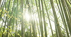 Low angle, bamboo trees and sunshine with green in nature, Japanese jungle with leaves and lens flare. Environment, landscape in Japan with greenery, foliage and reed plants, in natural background