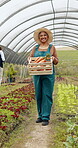 Woman, face and vegetable or box in greenhouse for sustainable farming, eco friendly or health. Mature person, worker and carrots or countryside food gardening or agriculture, production or nutrition