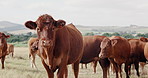 Sustainability, farming and group of cows on field, portrait of animals in countryside with mountains on landscape. Nature, grass and cattle grazing on farm with agriculture, land or morning on ranch