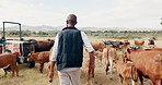 Farming, cattle and black man with field, walking with sustainability and agriculture in countryside. Nature, animals and cow farmer with tractor, small business in food or dairy production from back