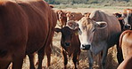 Sustainability, farming and cows eating grass, animals relax in countryside with green landscape on ranch. Nature, field and group of cattle grazing on farm with agriculture, land and morning freedom