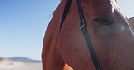 Horse, eye and closeup outdoor countryside as animal on farm for equestrian training, riding or adventure. Stallion, vacation and pet for stable on nature field or mare environment, ranch or rural