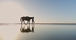 Beach, mockup and woman walking with horse in water for freedom, travel and vacation on blue sky background. Ocean, space and female person with stallion at the sea for adventure, journey and holiday