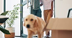 Moving, boxes and couple with dog in new home for investment in future together. Man, woman and excited Labrador in house with marriage, real estate and mortgage for growth, savings and property.