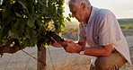 Man, sunset and tablet with grapes at vineyard for investigation, inventory management or research. Elderly male, technology and kneeling outdoors with fruit for record, inventory or quality check