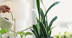 Hand, water and woman botanist with plants in shop for care of sustainable, agriculture or agro hobby. Gardening, greenery and closeup of gardener growing leaves for development in horticulture store