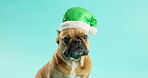 Christmas, holiday and dog with Santa hat in studio on blue background for festive celebration. Animal, puppy and french bulldog in costume for December holiday or season as thoroughbred canine pet