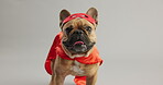 Pet, dog and face in superhero costume, outfit and tongue sticking out for birthday party, celebration and event theme. Mascot, French bulldog and puppy with red mask, cape and adorable animal