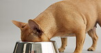 Closeup, dog and bowl to eat, nutrition for pet health as tasty breakfast on grey background. Hungry, French bulldog or kibble for energy, digestion or reward in wet or dry food as pet diet in studio