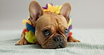 Animal, pet and face of dog in studio for adoption, rescue and foster care with white background. Domestic puppy, necklace and adorable french bulldog on blanket in mockup for bored, lonely or tired 