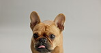 Closeup, dog and face to kiss, love and show happy affection as curious, nose and lick in studio. Sweet, caring or female French bulldog as adoption, foster fail or ready to rescue on grey background